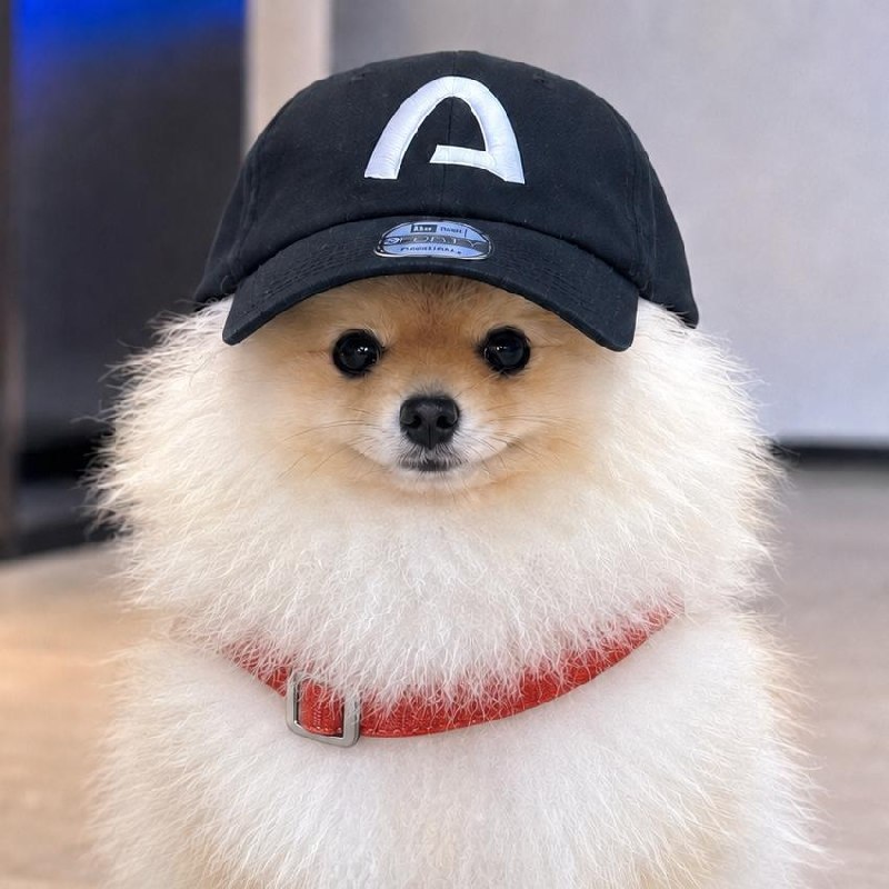 ARCDOG smiling Pomeranian